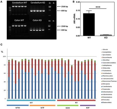 Lack of Adrenomedullin Results in Microbiota Changes and Aggravates Azoxymethane and Dextran Sulfate Sodium-Induced Colitis in Mice